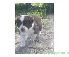 Cuccioli di border collie