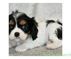 In regalo Cavalier King Charles Spaniel