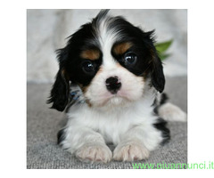 In regalo Cavalier King Charles Spaniel