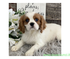 In regalo Cavalier King Charles Spaniel