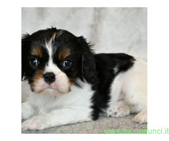 In regalo Cavalier King Charles Spaniel