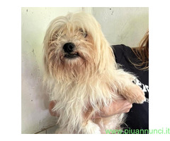 In regalo CANE METICCIO