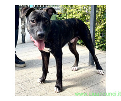 In regalo CANE METICCIO