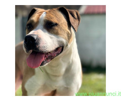 In regalo CANE METICCIO