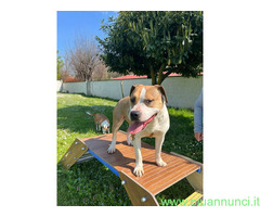 In regalo CANE METICCIO