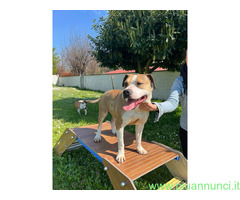 In regalo CANE METICCIO
