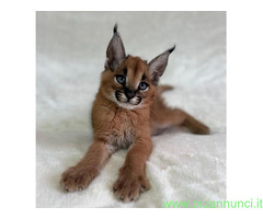 Gattini serval e caracal