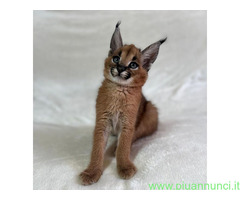 Gattini serval e caracal