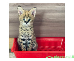 Gattini serval e caracal