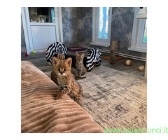 Gattini serval e caracal