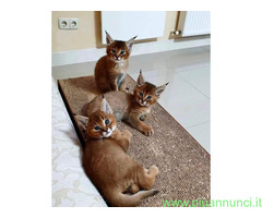 Gattini Savannah e Caracat F5