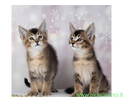 Gattini Savannah e Caracat F5