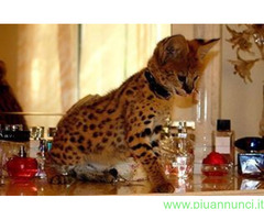 Gattini Savannah e Caracat F5