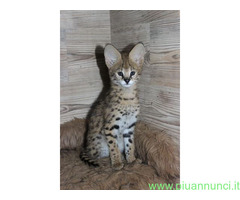 Bellissimi gattini serval