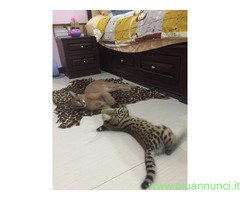 Bellissimi gattini serval