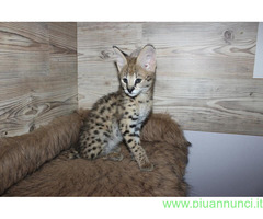 Bellissimi gattini serval