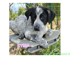In regalo UNA MAMMA PER SYRIA