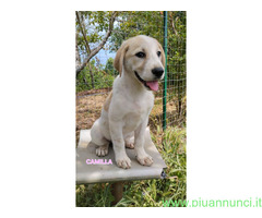 In regalo UNA MAMMA PER CAMILLA