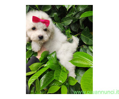 Maltipoo micro toy