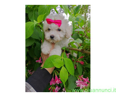 Maltipoo micro toy