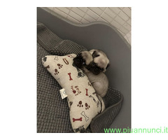 Cuccioli di Carlino