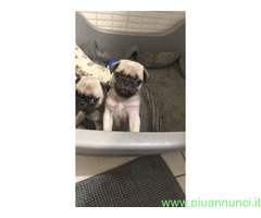 Cuccioli di Carlino