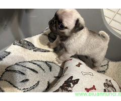 Cuccioli di Carlino
