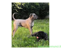 Cuccioli Cane Corso