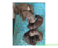 Cuccioli Cane Corso
