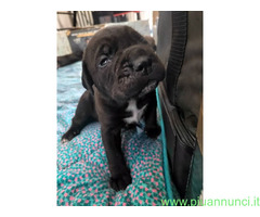 Cuccioli Cane Corso