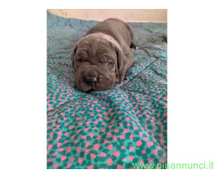 Cuccioli Cane Corso