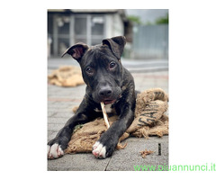 In regalo CANE METICCIO