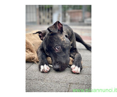 In regalo CANE METICCIO