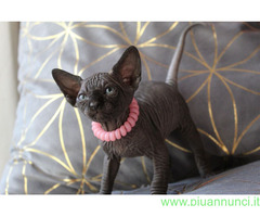 Canadian sphynx