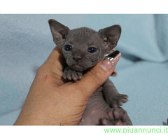Canadian sphynx