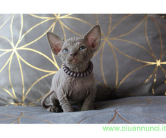 Canadian sphynx
