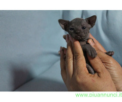 Canadian sphynx