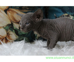 Canadian sphynx