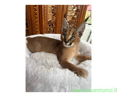 Gattino caracal disponibile