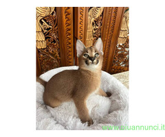 Gattino caracal disponibile