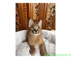 Gattino caracal disponibile