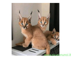 Gattino caracal disponibile