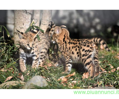 Gattino serval disponibile