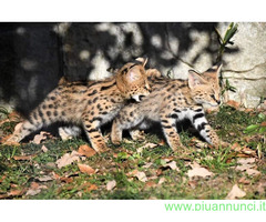Gattino serval disponibile