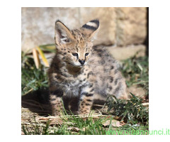 Gattino serval disponibile