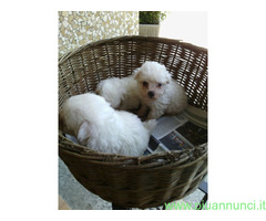 Maltese toy cuccioli