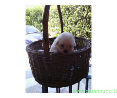 Maltese toy cuccioli