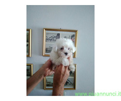 Maltese toy cuccioli