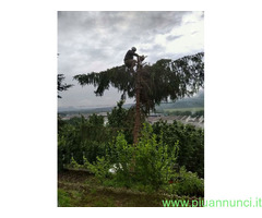 Servizi di Giardinaggio e Abbattimento Alberi