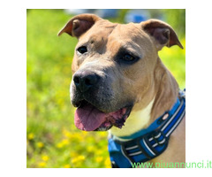 In regalo CANE PIT BULL